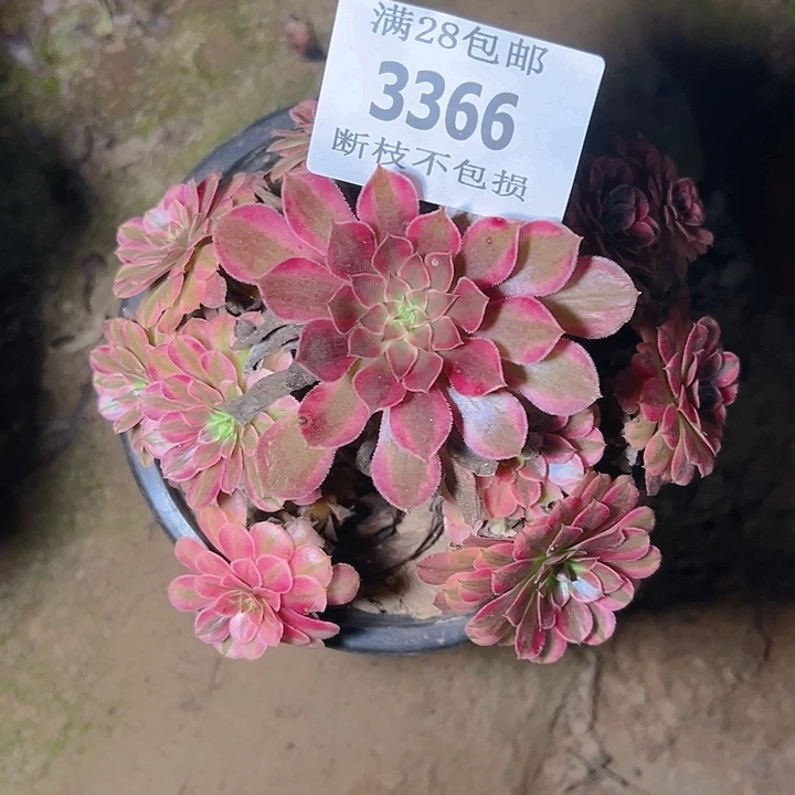 3366黑同白多肉植物