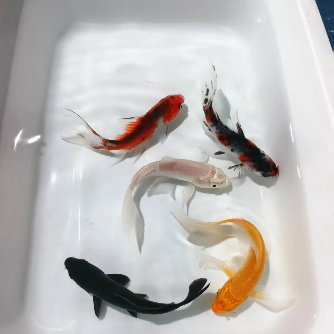 锦鲤鱼活体冷水观赏鱼小型鱼好养耐活