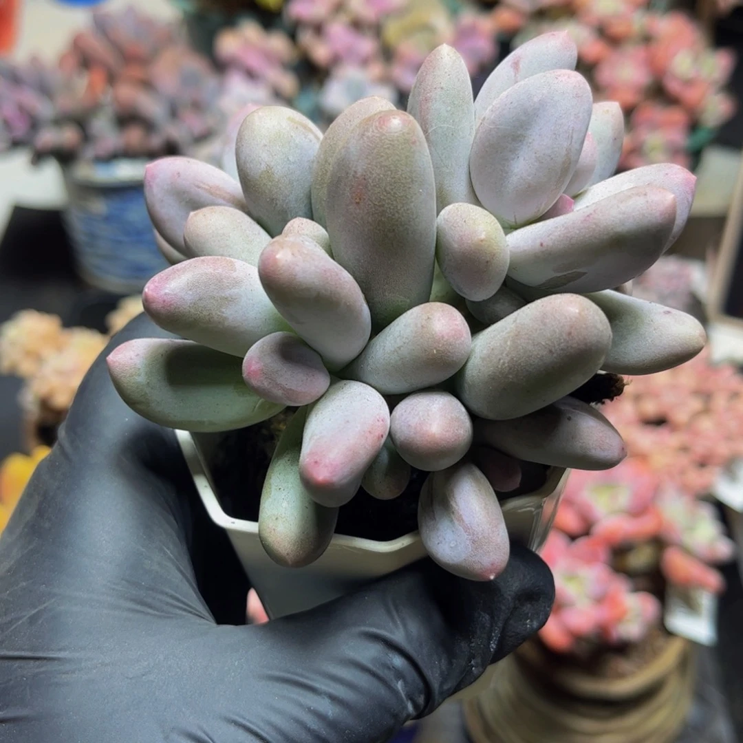 782米克奶酪10厘米多肉