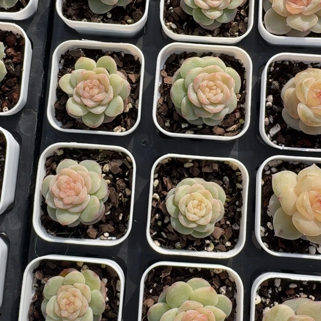 1212-110-6067单头量拍多肉