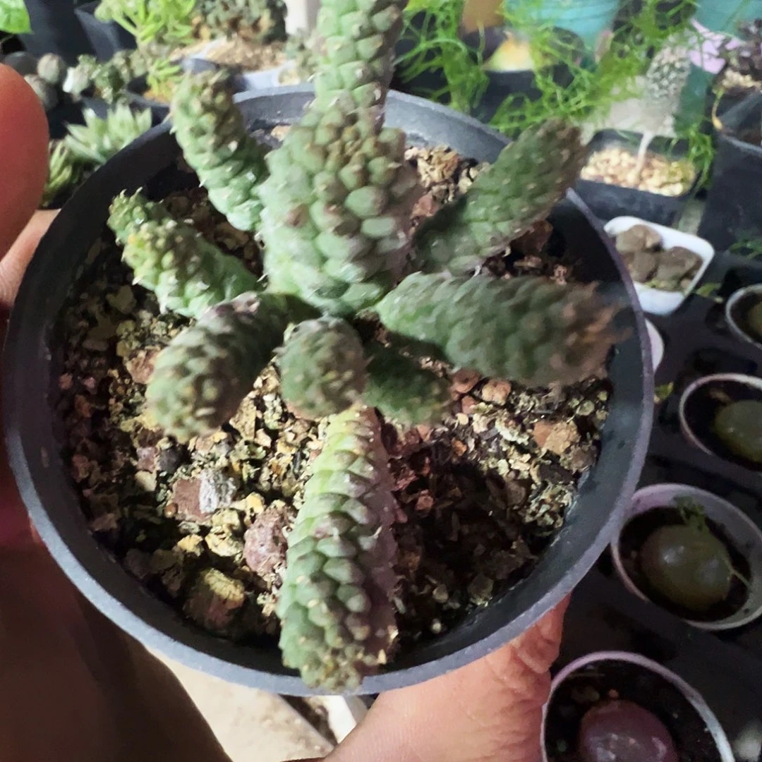 大戟带盆发货不脱土