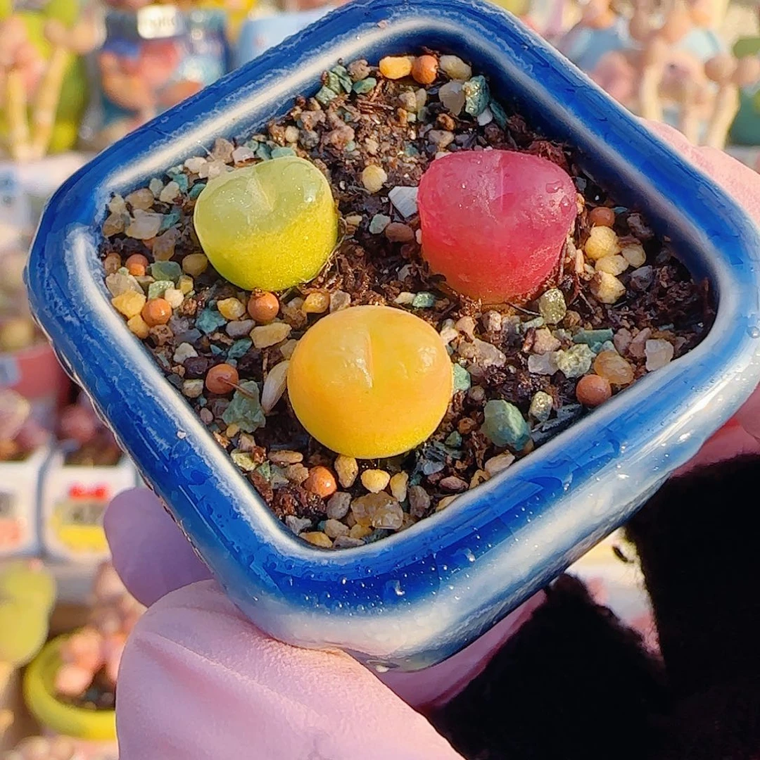 L  蟠桃组合 带盆