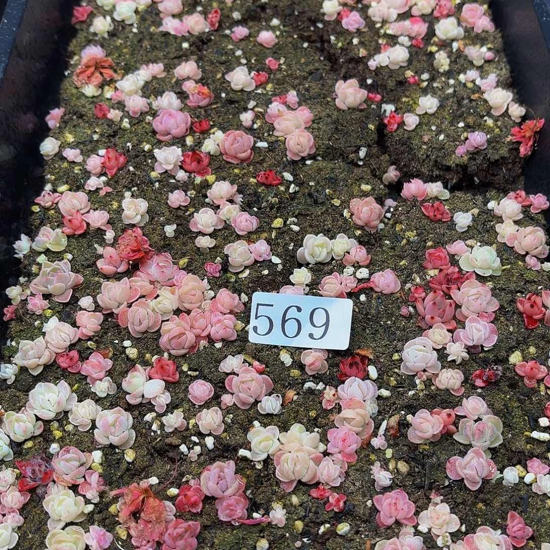 多肉植物多肉植物569