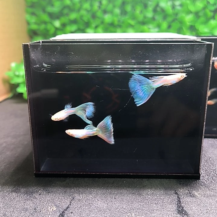 孔雀鱼极光幻彩，三公三母带胎代孕。