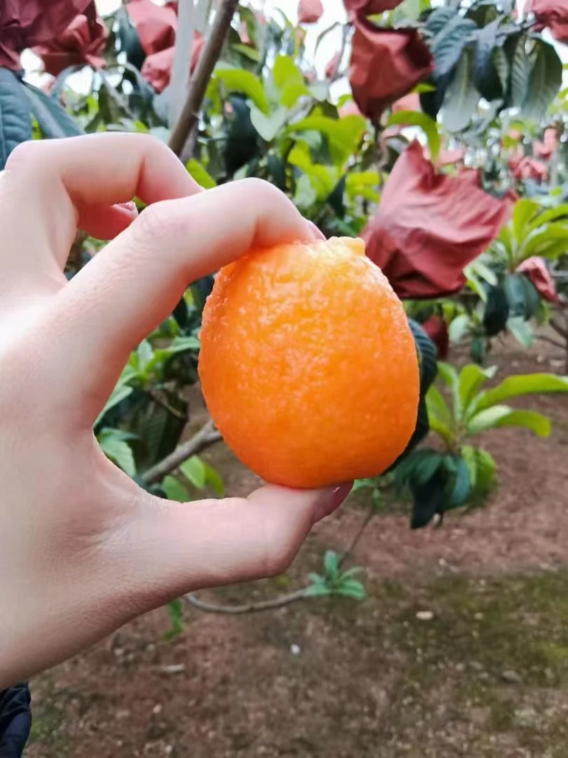 米易高山枇杷鲜果当季应季新鲜水果皮薄肉厚香甜多汁1/3/5/斤包邮