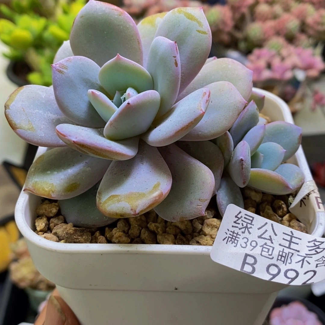 992奶茶8cm多肉植物