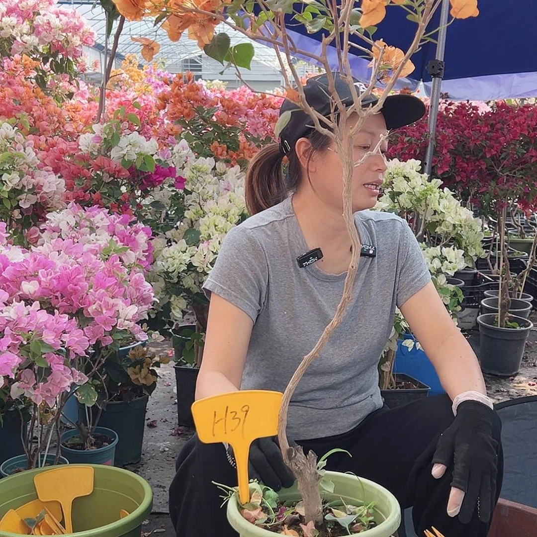 布***子大部分花苞少量开放H39金色光辉