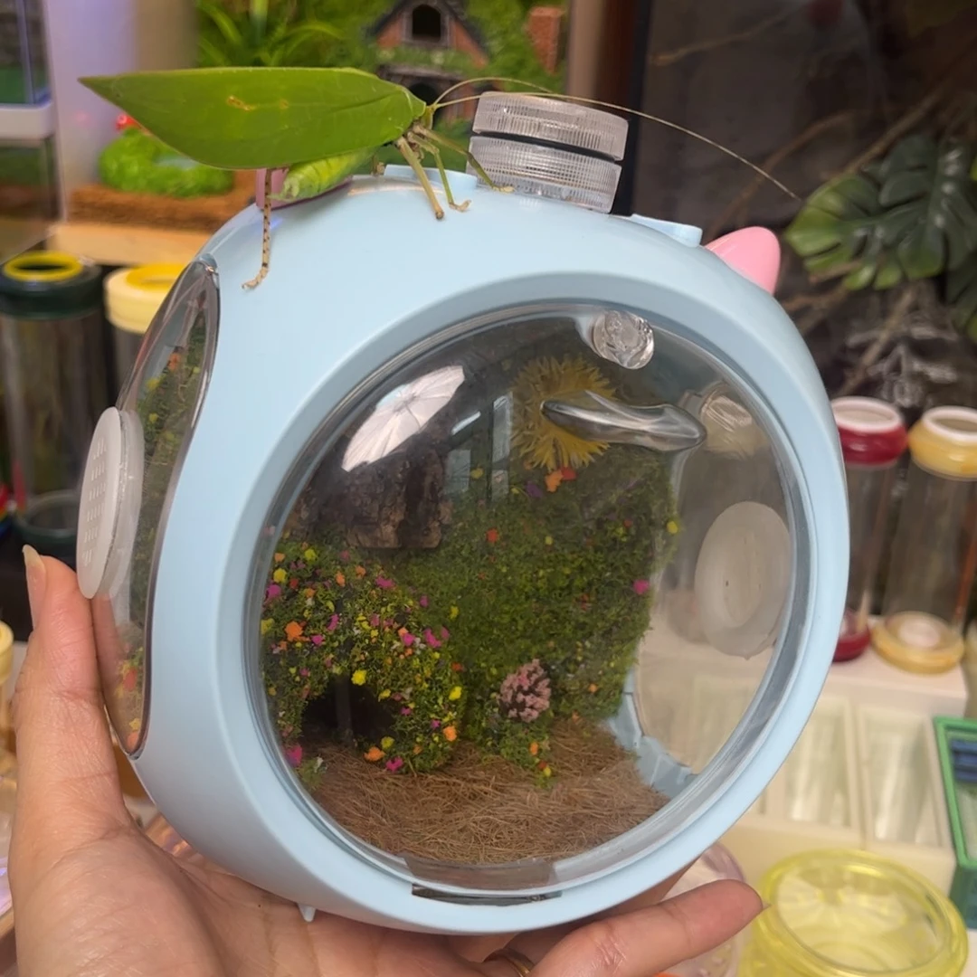 泡泡玛特➕素背拍拍拍