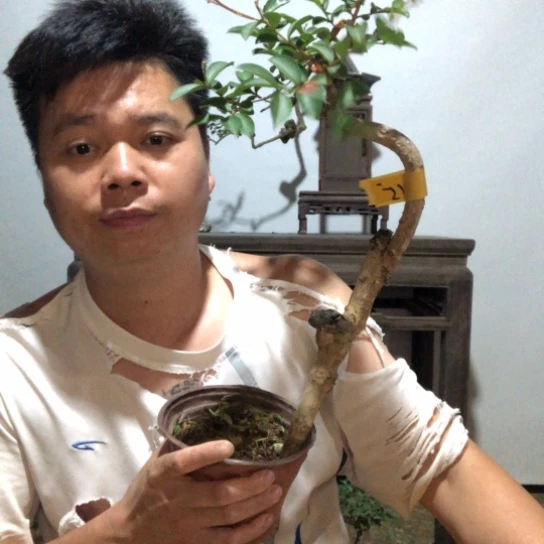 无花朵盆景素材盆栽植物