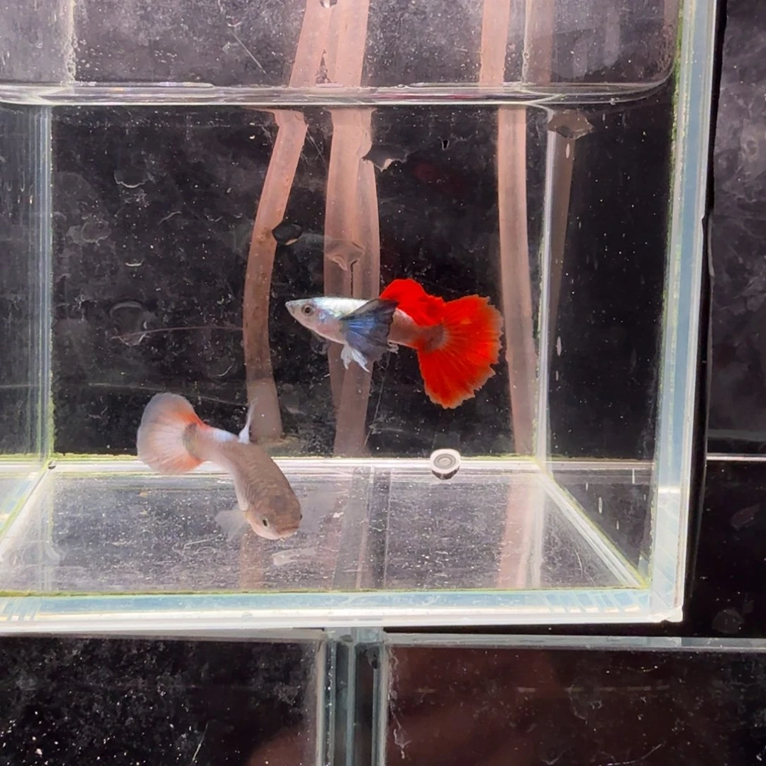 孔雀鱼鎏金花蝴蝶1对