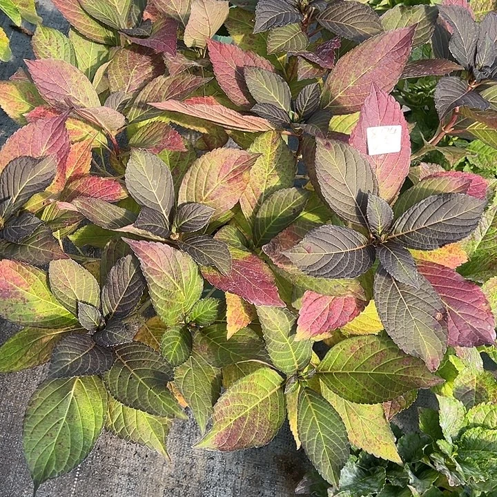 梨***甜完全开放三加仑盆日食