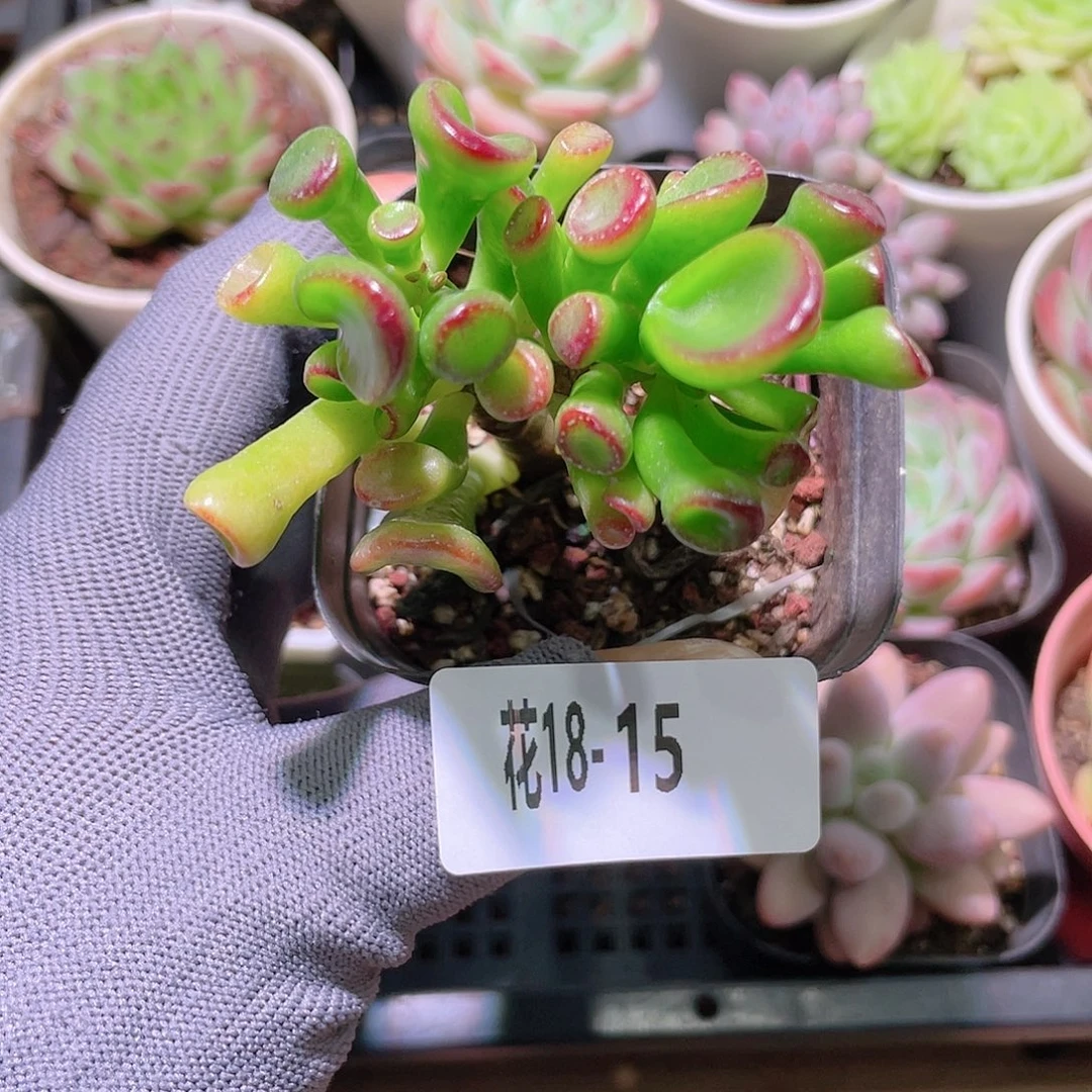 花利美18-15吸财树