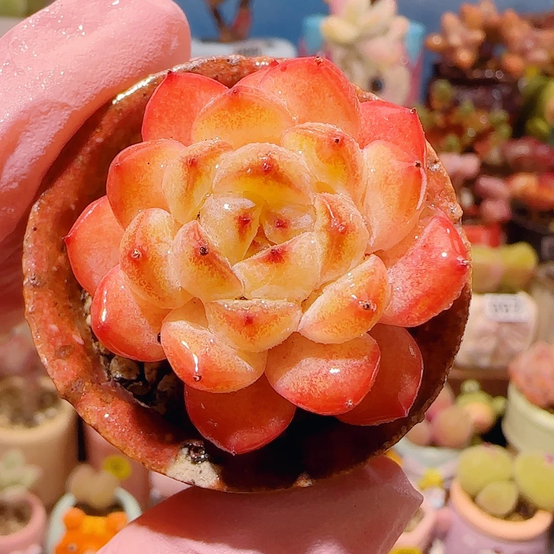 T红红糖芯盆口4cm