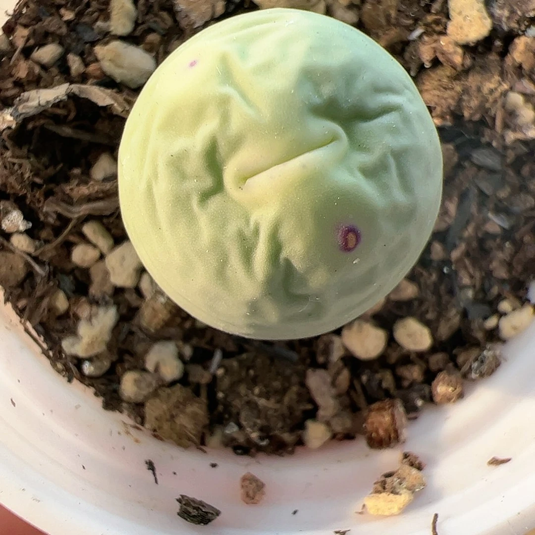 【闪购商品】164 福利