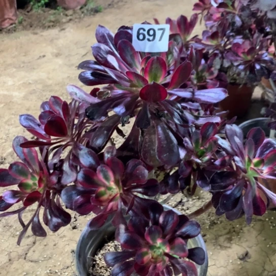 697法师多肉植物丽娜