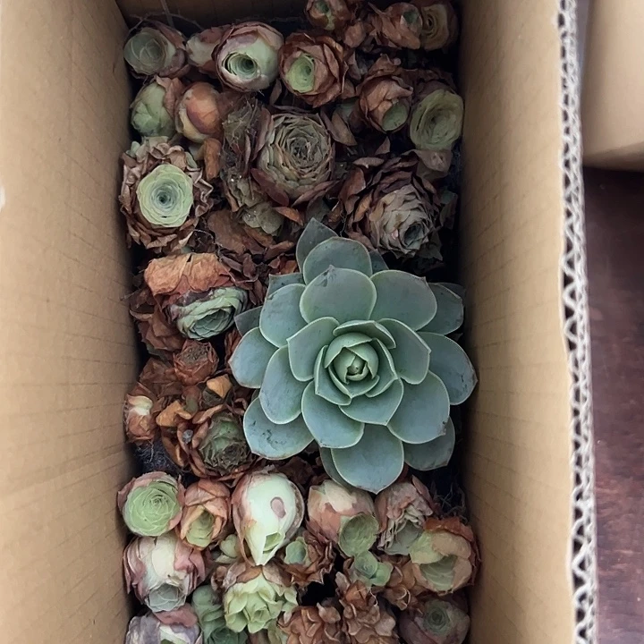 苗苗山地玫瑰不售后一厘米153