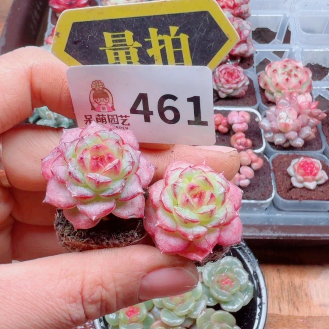 多肉植物多肉植物