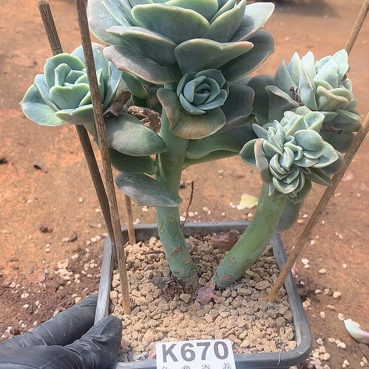 可爱玫瑰缀化 璐璐多肉