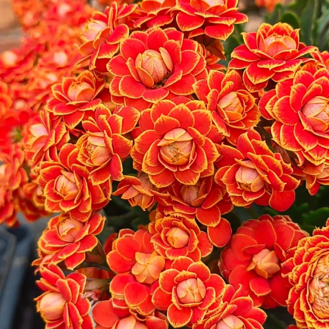 【金狐狸】重瓣长寿花盆栽带大花苞花苗四季室内开花好养花卉绿植物