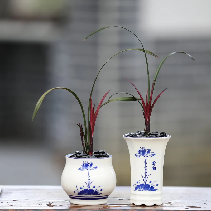 精品桌面盆栽红草兰花四季浓香带陶瓷好养花卉绿植办公客厅雅致兰