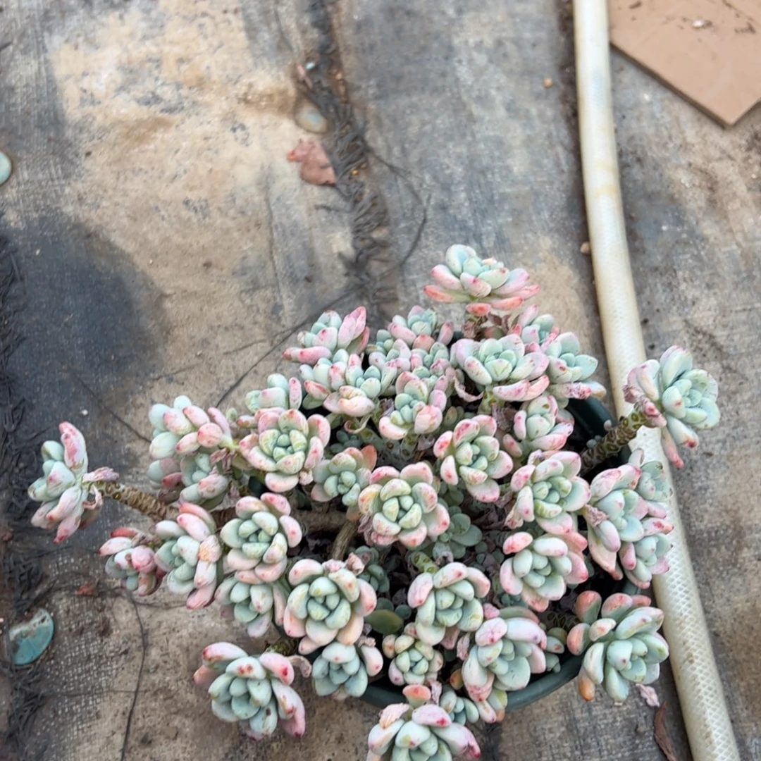 劳尔18零零多肉植物