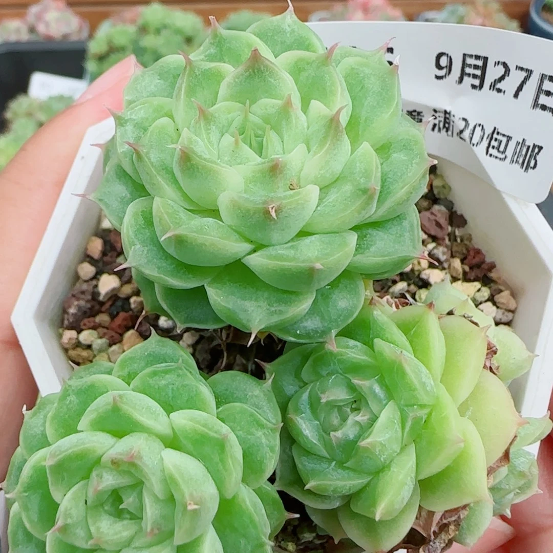 花语逸镜0927-106散