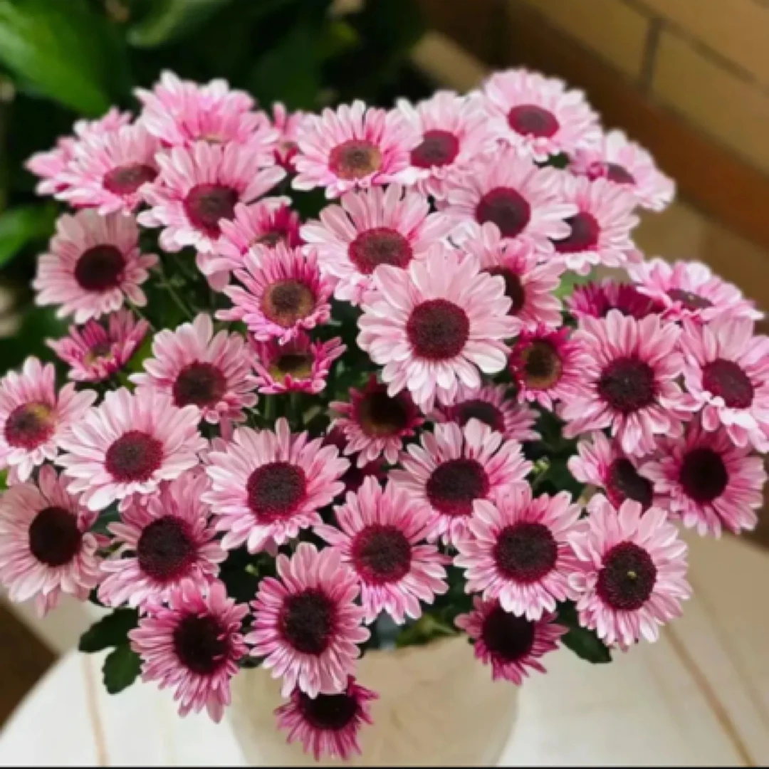 【俊奕鲜花】小菊大红帽10支一扎（4单以内一个运费）