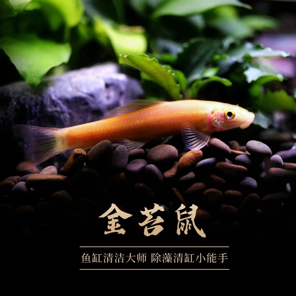 【金苔鼠】鱼缸清洁大师清洁鱼除藻工具小型热带鱼耐活观赏鱼