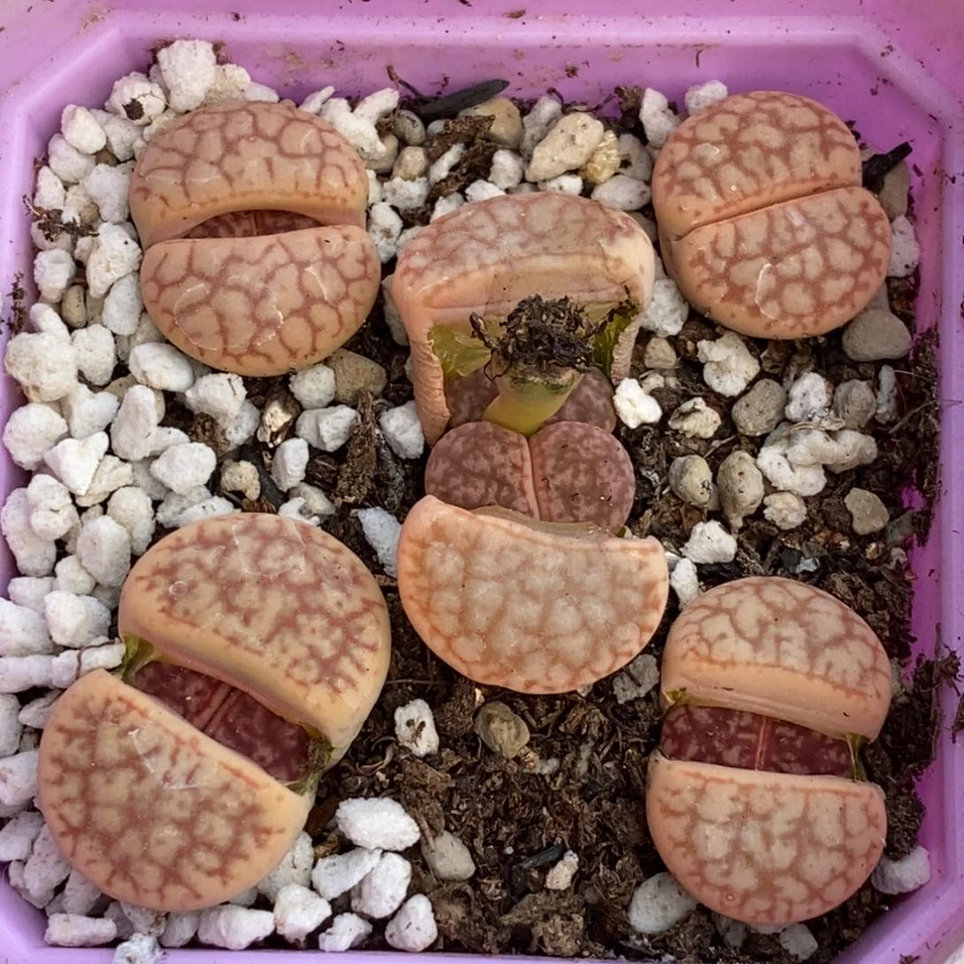 0132 下播福利镇魂石带盆土