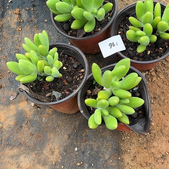 新****）多肉植物实物198