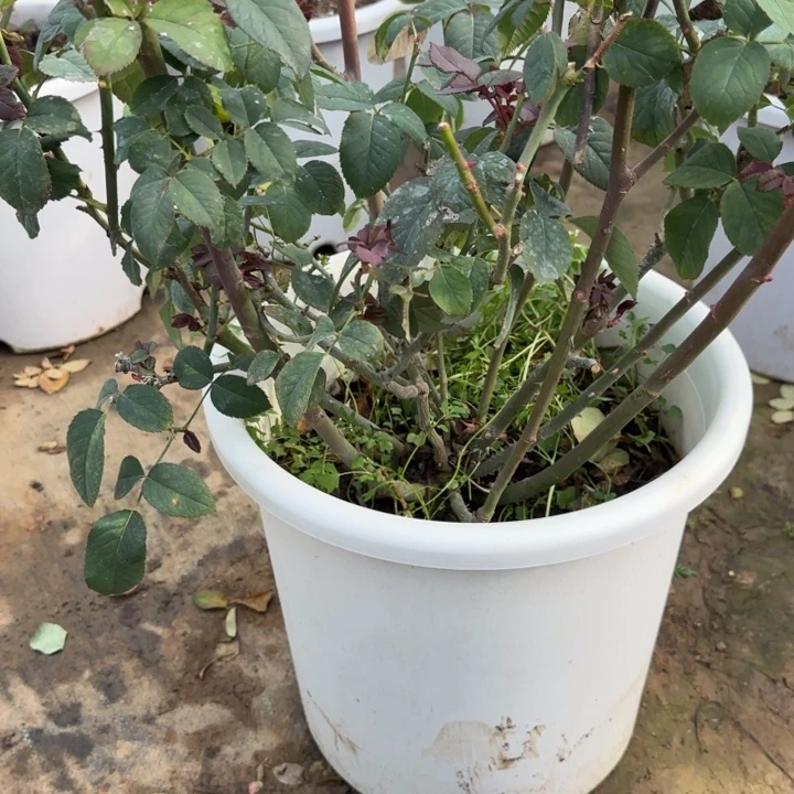 微***笑完全开放精品月季花