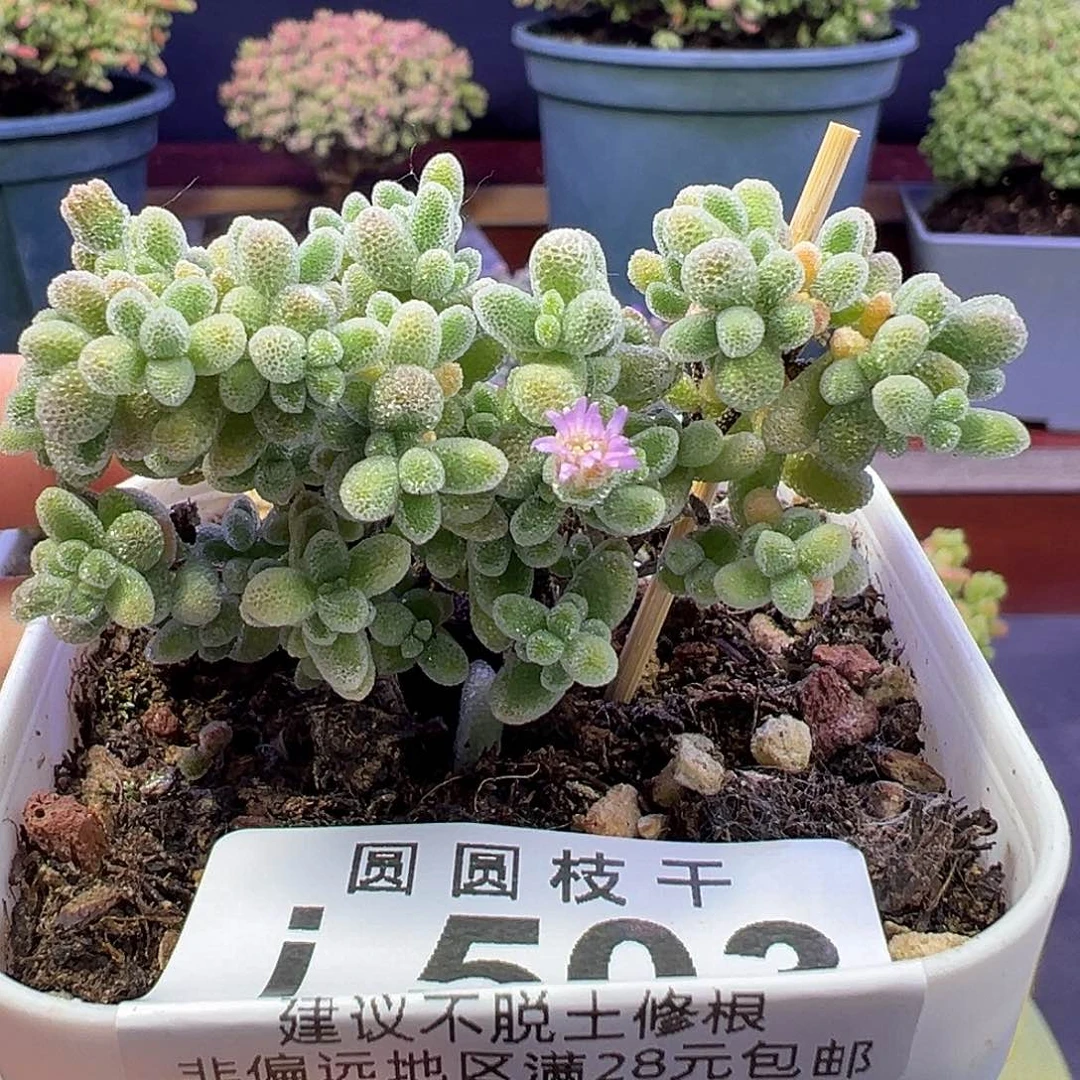 503冰晶枝干一物一拍