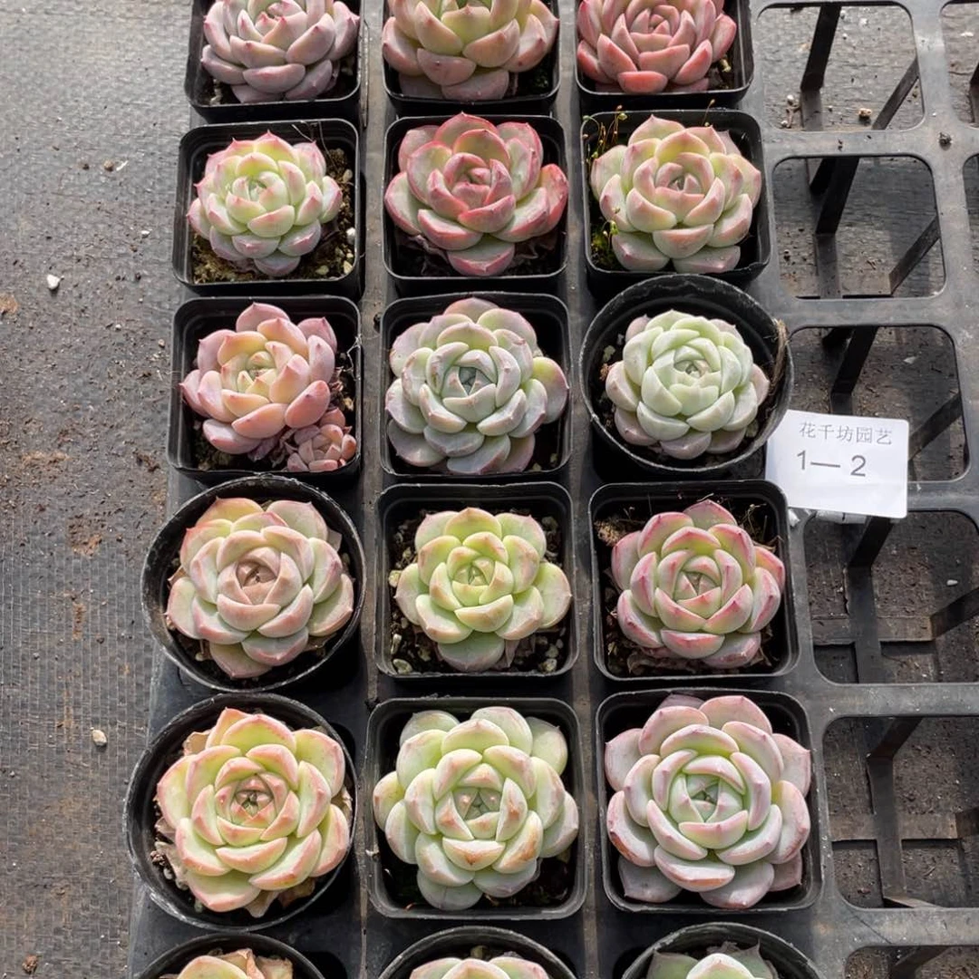 指**光一物一拍18颗1-2