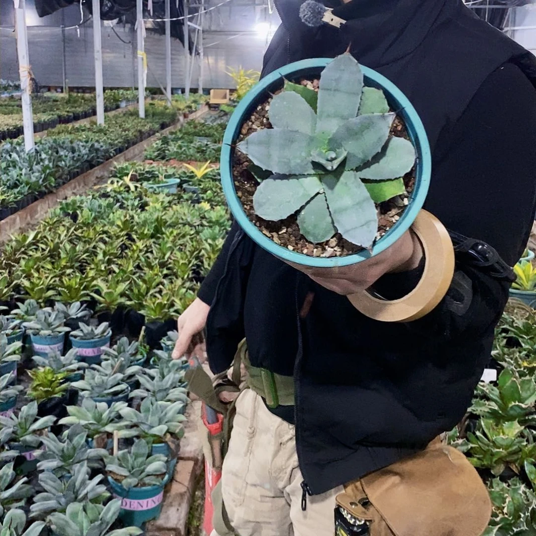 虚空藏冠幅15厘米左右