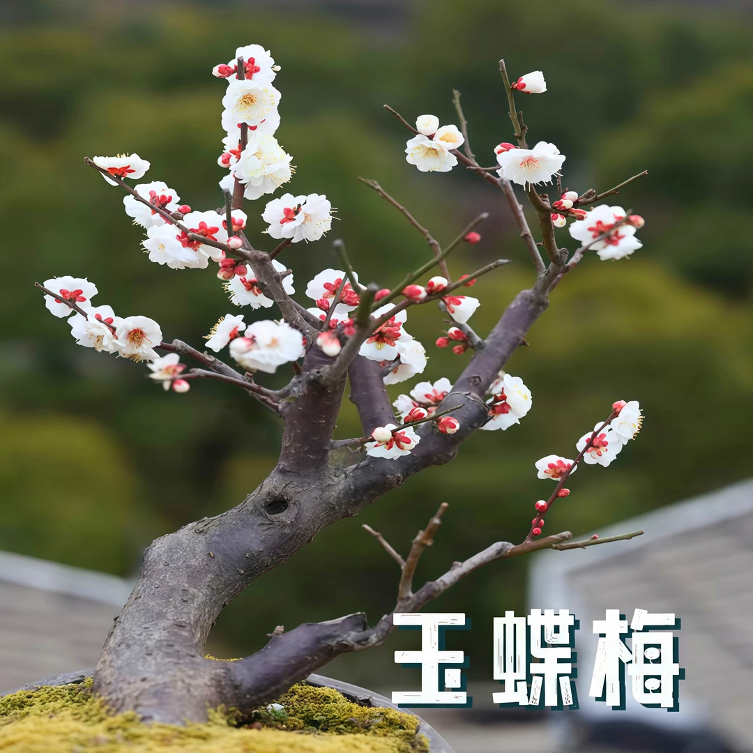 【玉蝶】白梅花盆栽盆景花卉绿植耐寒耐热原生树苗