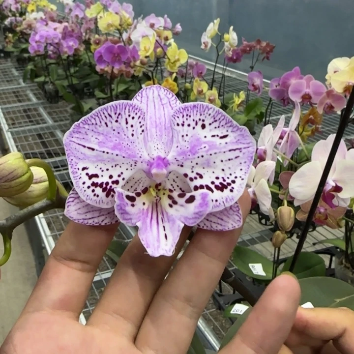 完全开放L178剪梗发货