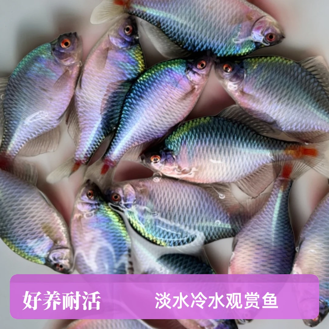 七彩高体鳑鲏鱼原生冷水观赏鱼除藻除油膜好养易活