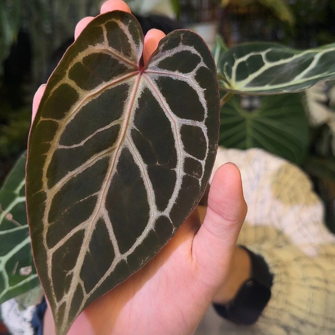 不开花植物G872zara米歇尔杂撕裂纹