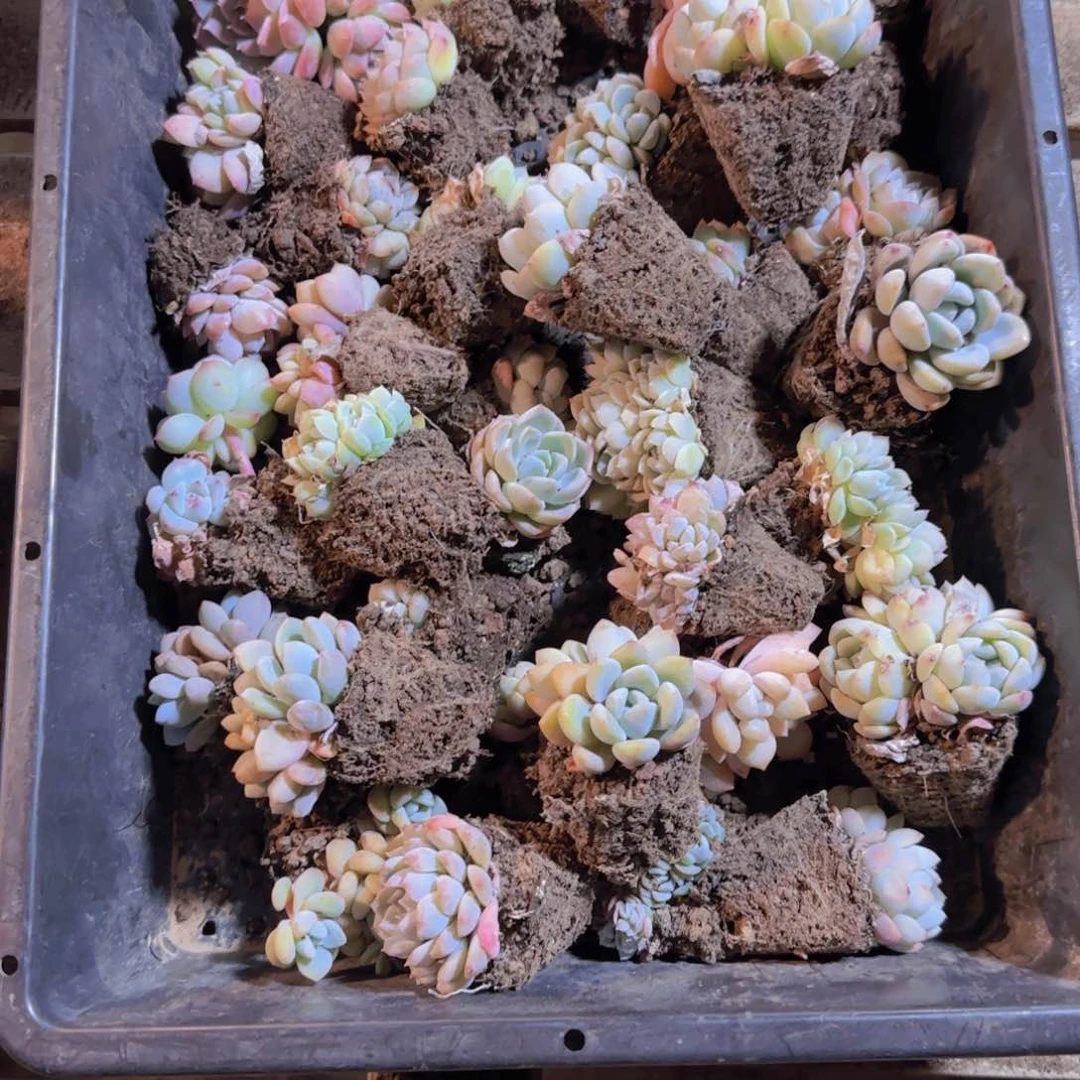 整筐保底25颗以上量拍