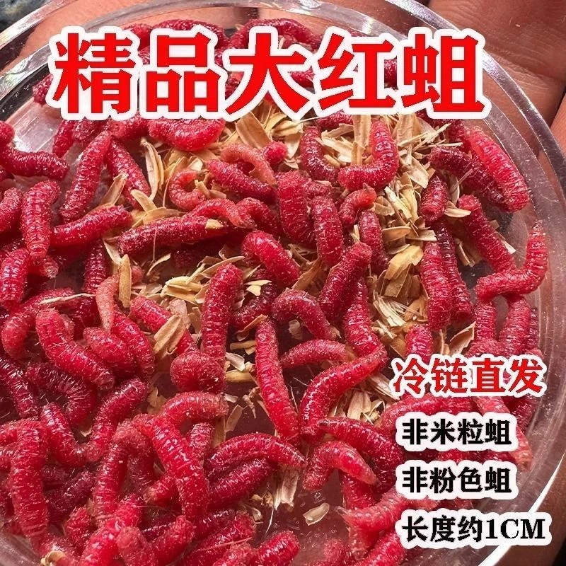 鲜活蛆虫活饵浓腥野钓鱼饵钓鱼溪流石斑鲫鱼白条饵料马口大红