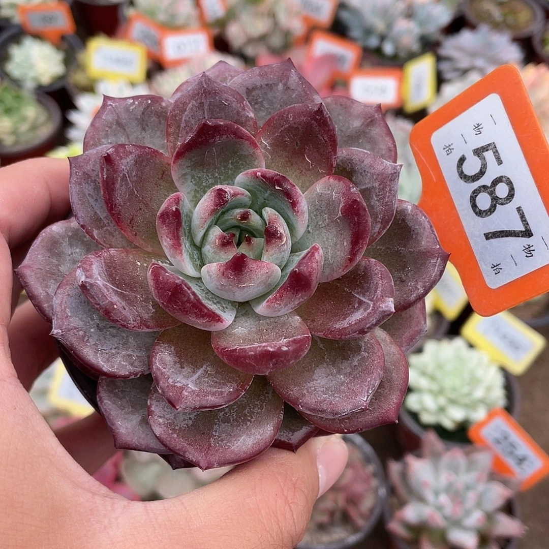 红胖子587号多肉植物