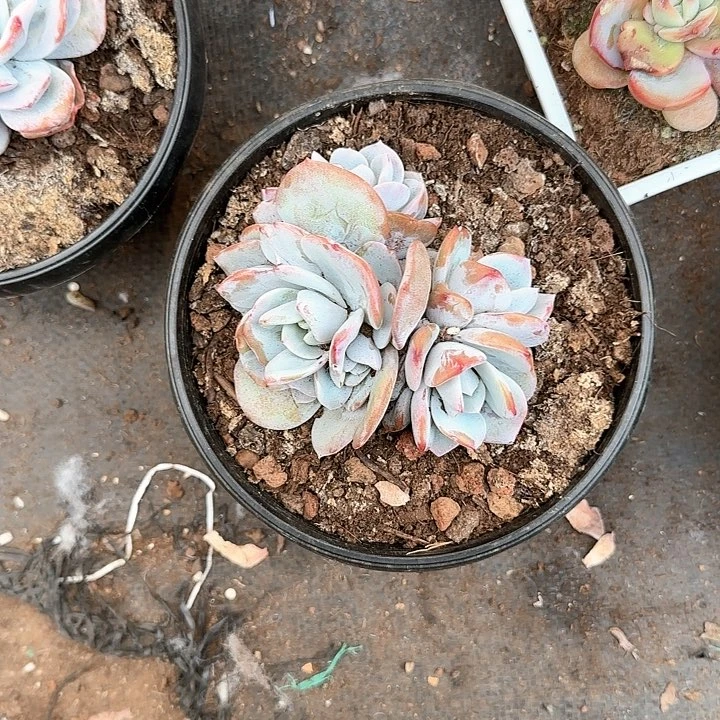 白****店青蛙王子儿童牙膏111