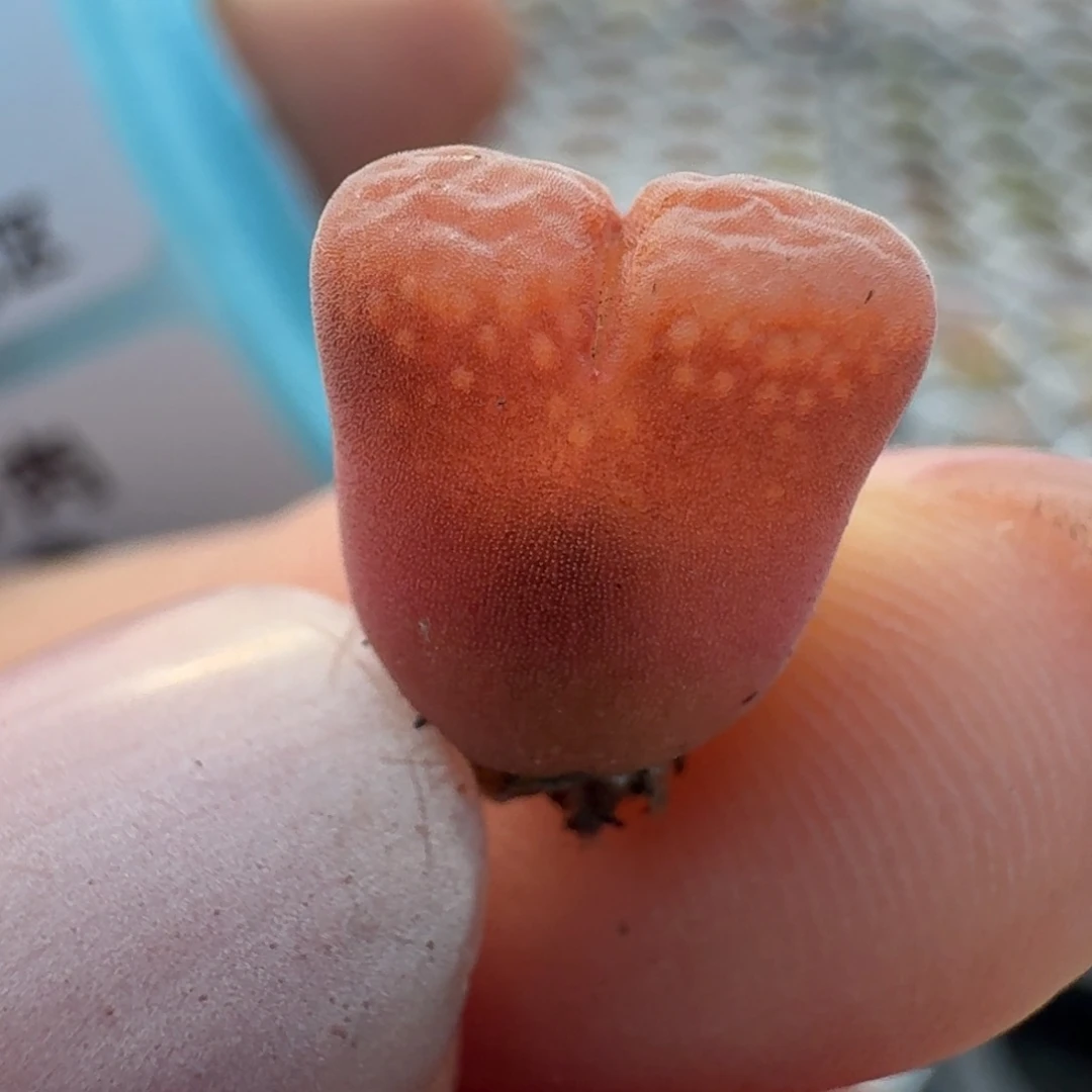 115一颗福利出000000000