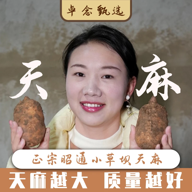 姚妹家新鲜天麻正宗云南昭通小草坝新鲜天麻现挖现发产地直发