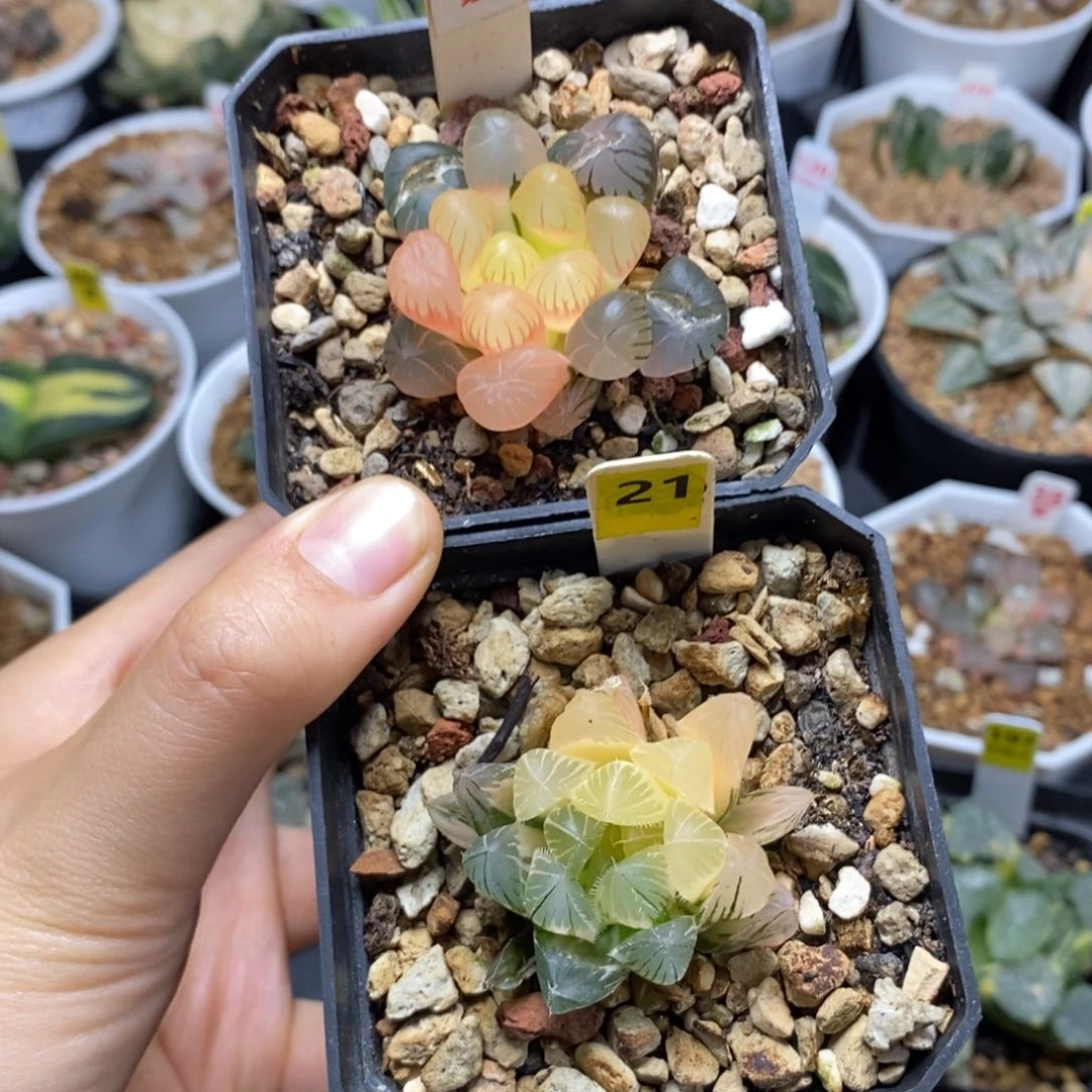 89 21玉露多肉植物组合