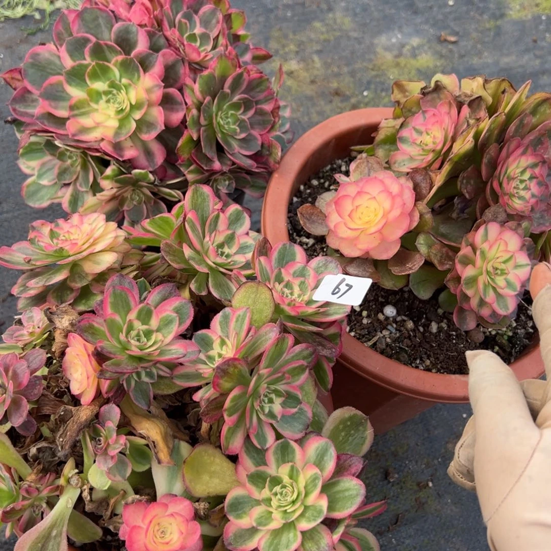 67三颗多肉嘻嘻嘻嘻