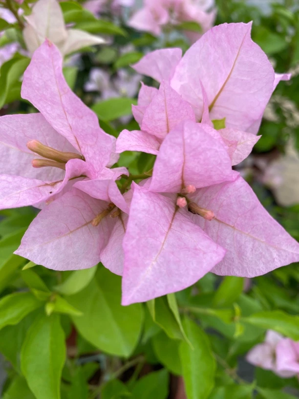 粉天使 三角梅盆栽