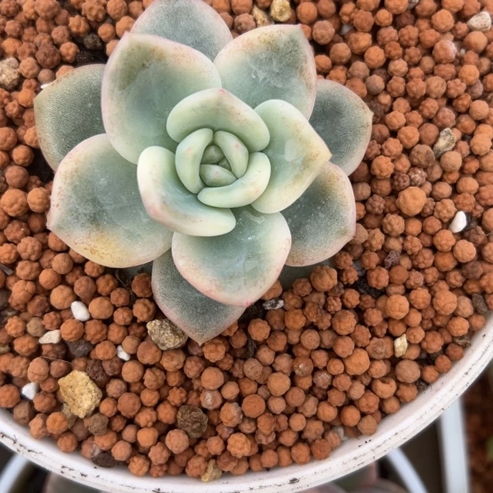 9号伊丽莎白锦多肉