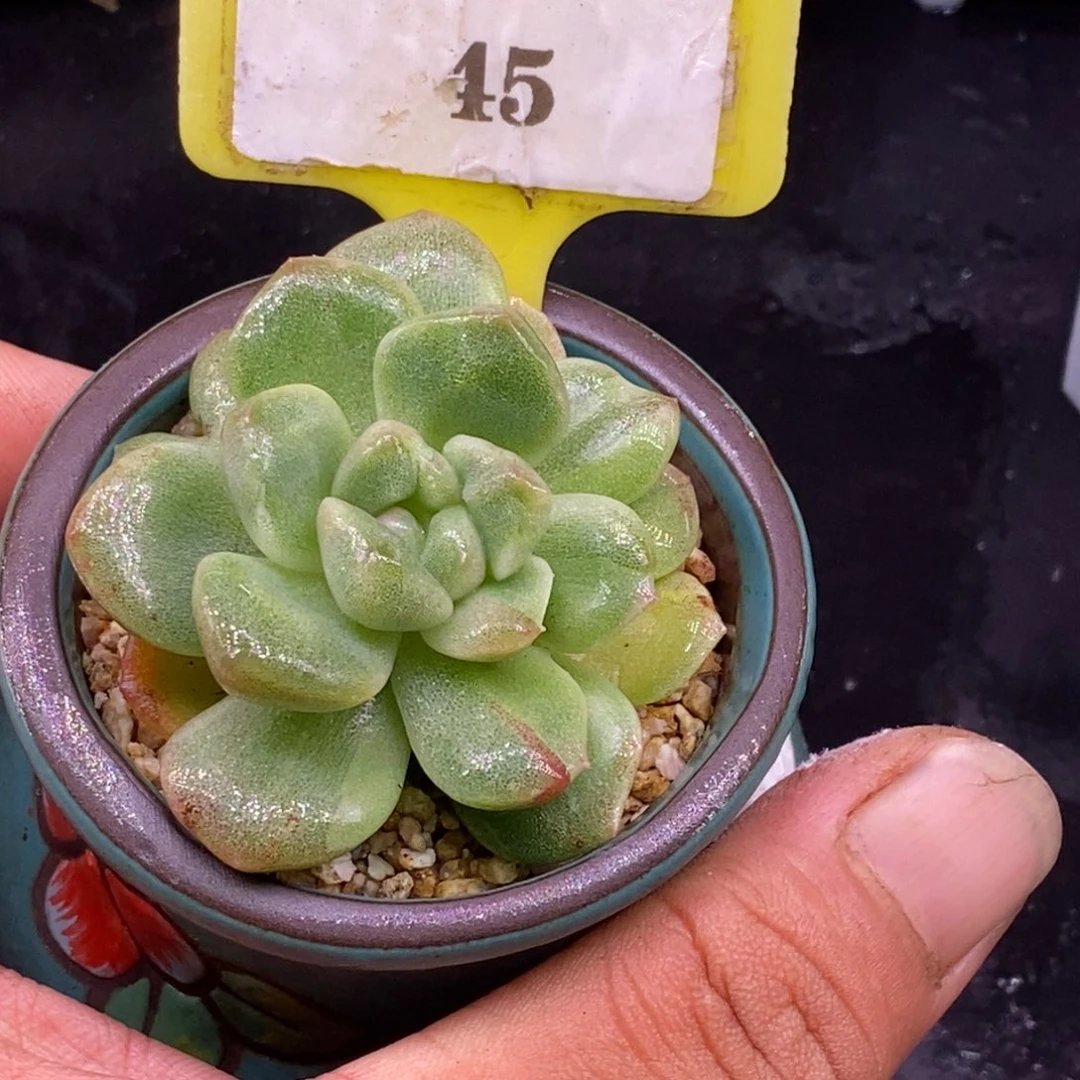 145冰玉石化拉丝锦……
