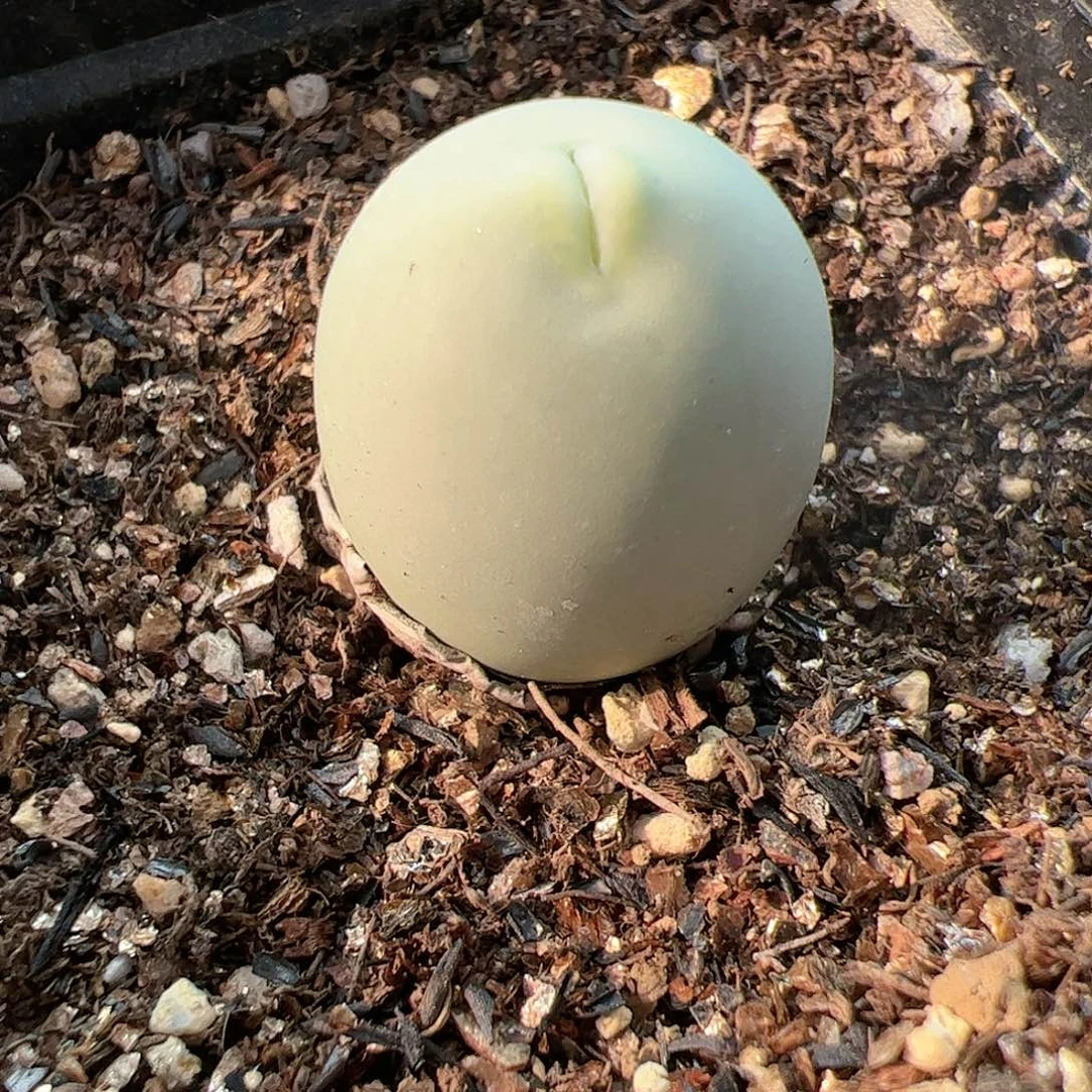 【闪购商品】149 秒